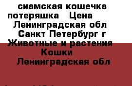 сиамская кошечка -потеряшка › Цена ­ 100 - Ленинградская обл., Санкт-Петербург г. Животные и растения » Кошки   . Ленинградская обл.